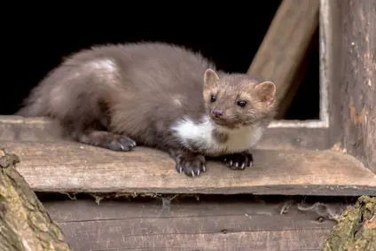 La fouine, un petit animal curieux et mal aimé