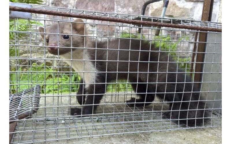 Quel piège à fouine utiliser pour s'en débarrasser ? - Pratiks